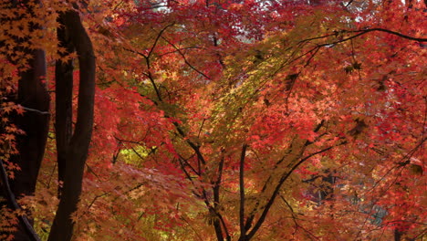 Red Japanese Maple Tree In Autumn Park