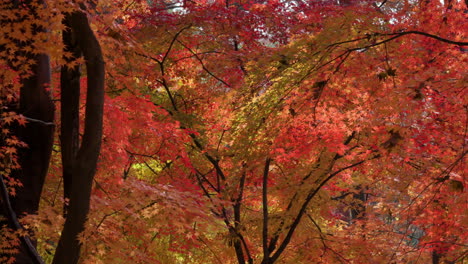 秋の公園で赤いもみじの木