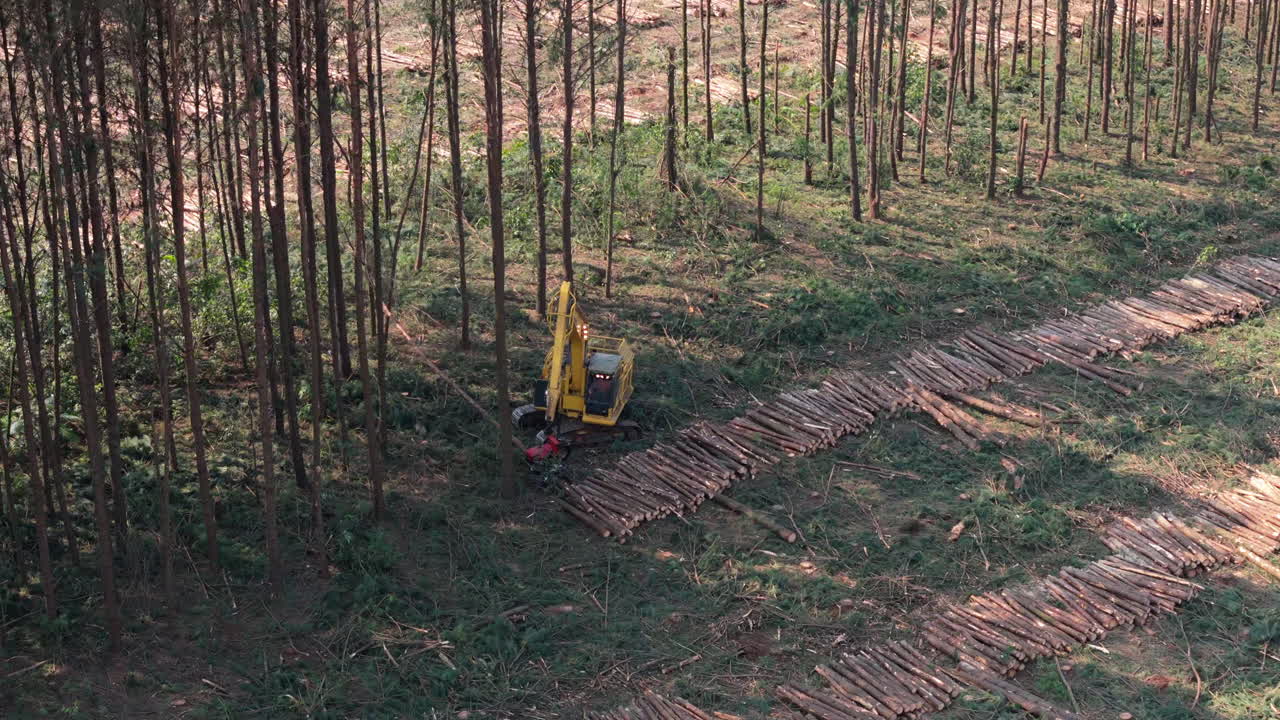 Mechanical logging machine among tall trees working on cutting down logs in the middle of the forest.