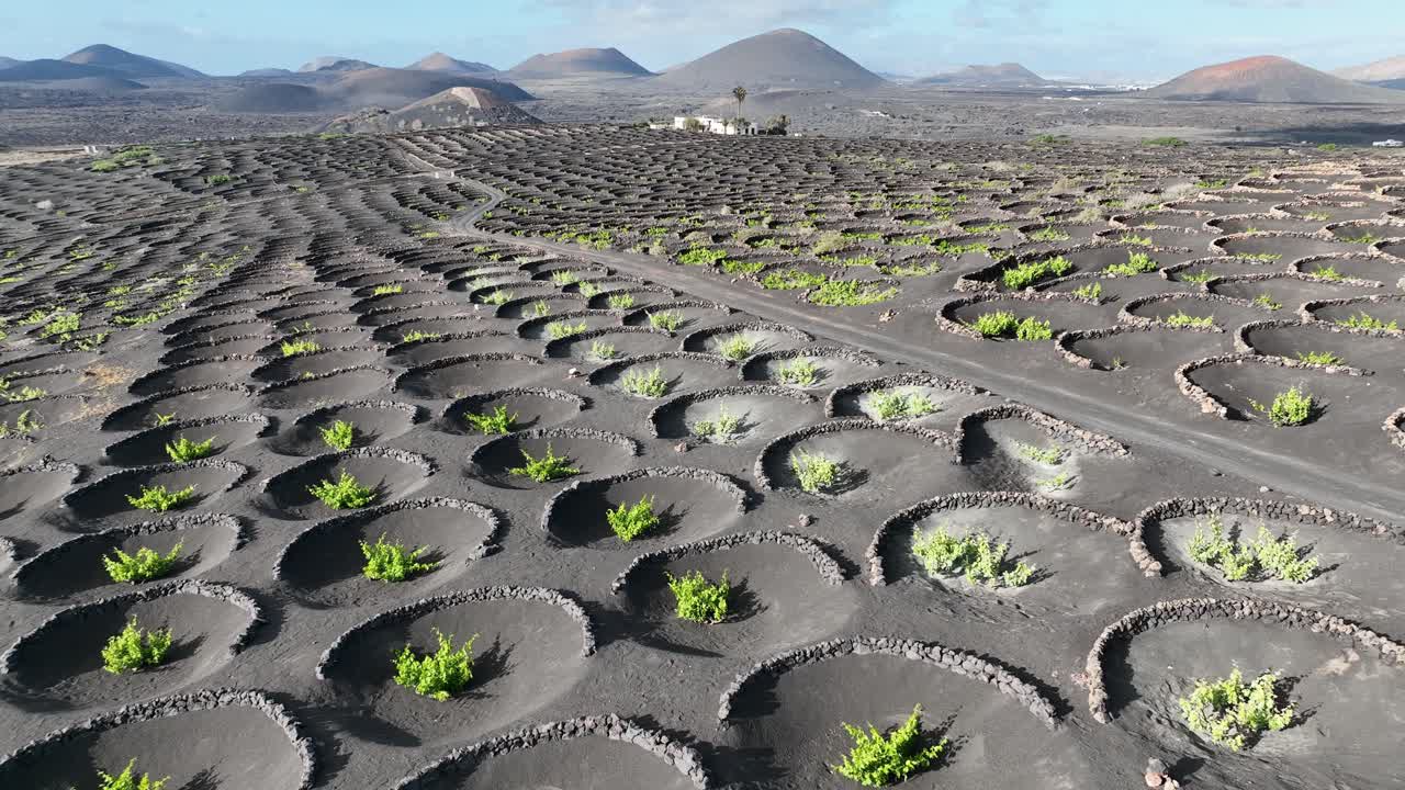 viticultura en lanzarote - islas canarias