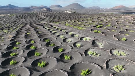 winegrowing in lanzarote -  canary islands