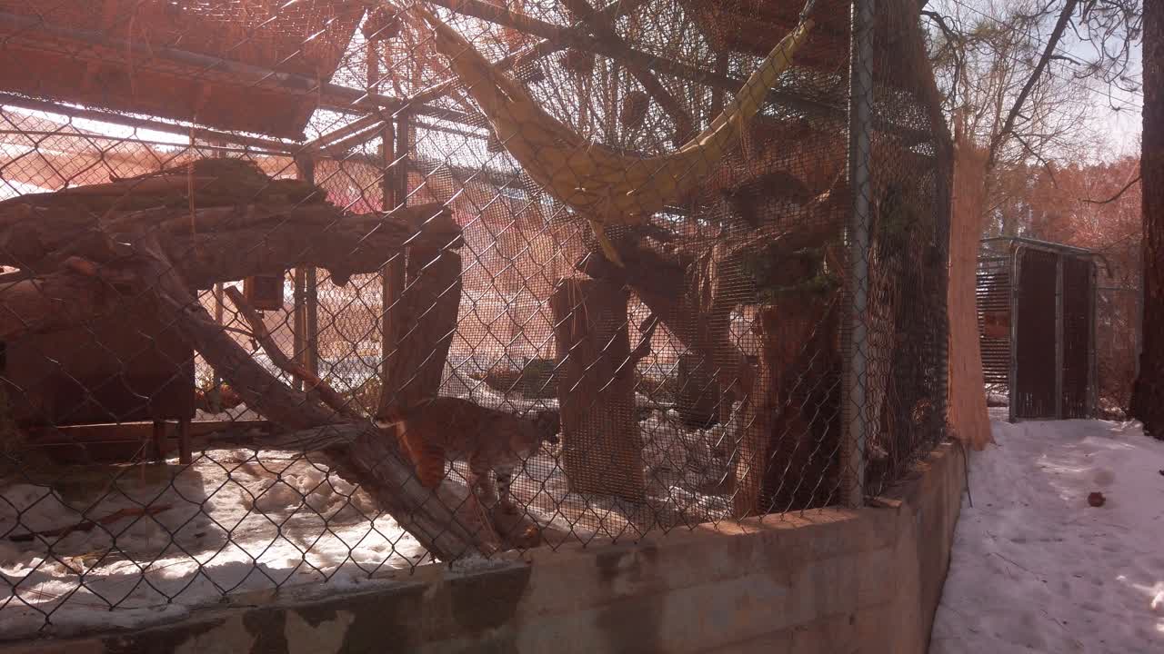 알파인 마운틴 동물원의 인클로저에 있는 페이싱 보브캣의 핸드헬드 샷