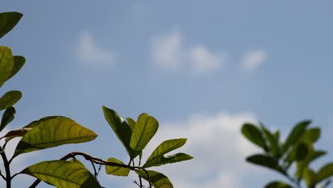 lapso de tiempo del crecimiento de las plantas bajo un cielo soleado