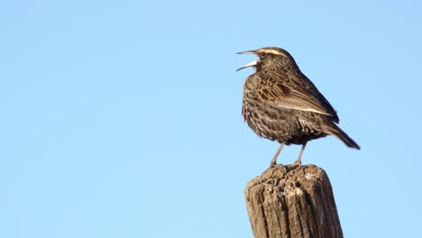 A-long-tailed-meadowlark,-leistes-loyca-standing-on-a-post,-slow-motion