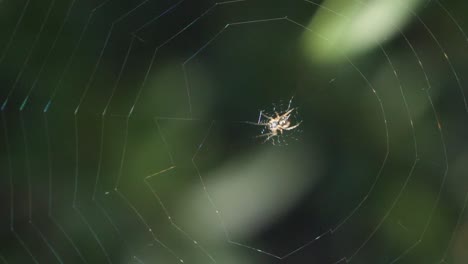 extreme close up shot of a small spider resting in it's spiderweb