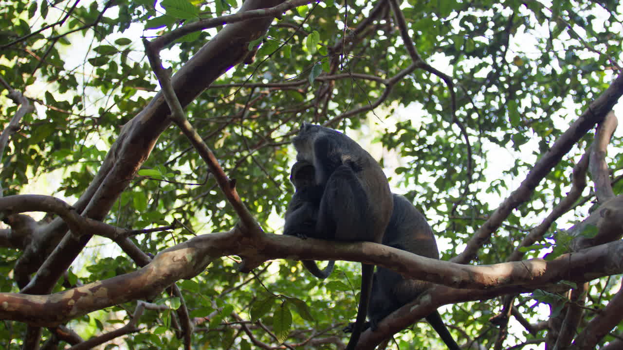 Blue monkey with a little infant chilling high up on branch of a tree in Jozani tropical forest, Zanzibar.