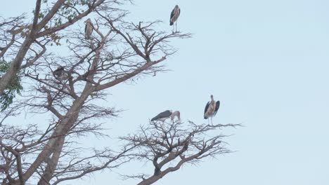 Una-Toma-Amplia-De-Cigüeñas-Marabú-Encaramadas-En-Lo-Alto-De-Una-Rama-En-Un-árbol-Grande