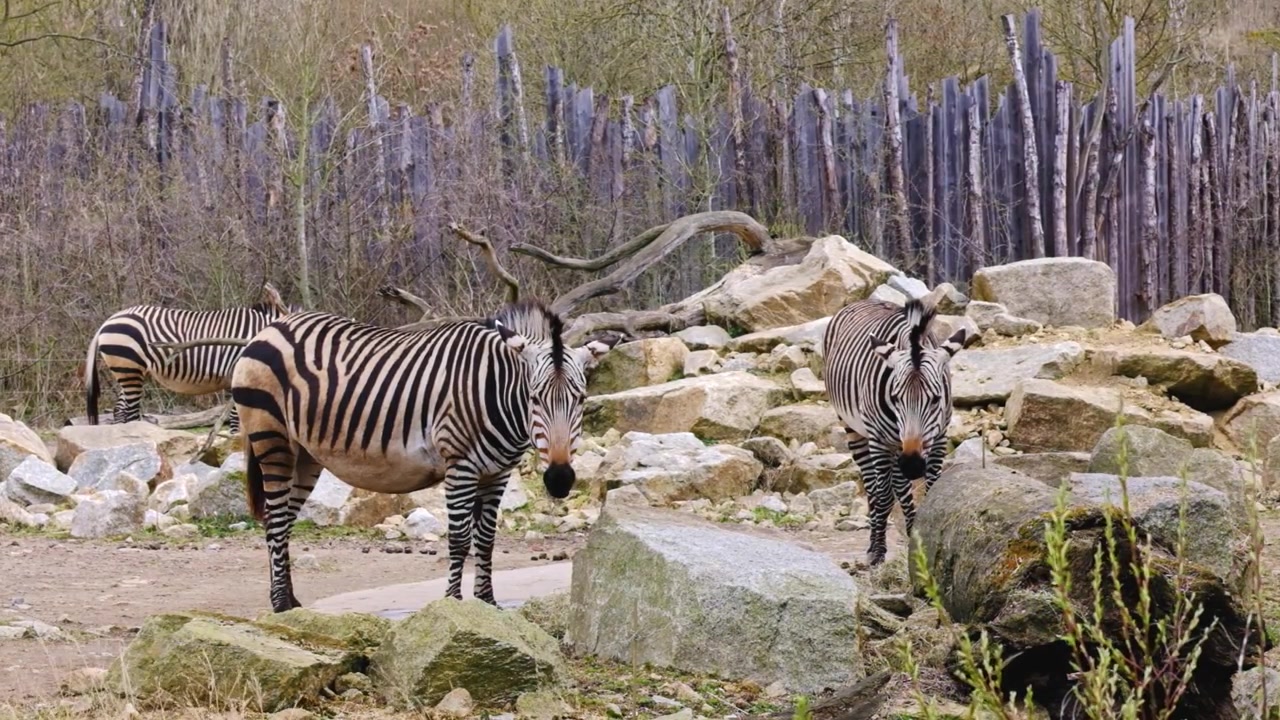 Berlin hayvanat bahçesinde bir kafeste üç Afrika zebrası.