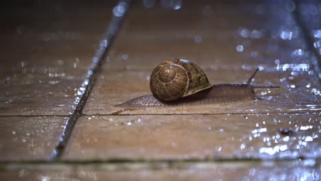 Snail slides slowly on a wet pavement on a rainy spring night, illuminated by the lights of the street lamps