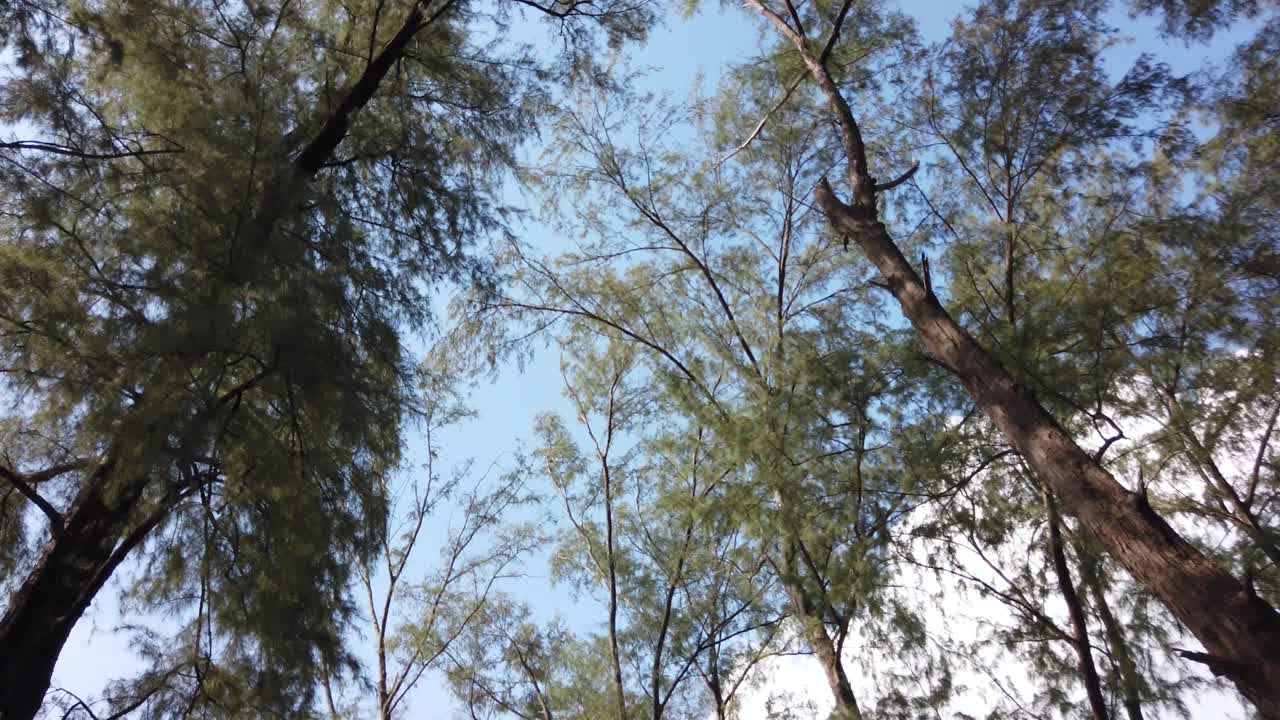 4k uhd 비디오에서 태국, 푸켓, 해변 근처의 공원을 걷는 동안 바다 소나무가 보이는 하늘까지의 풍경