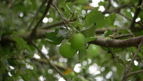 manzanas verdes madurando en una rama de árbol de tiro medio