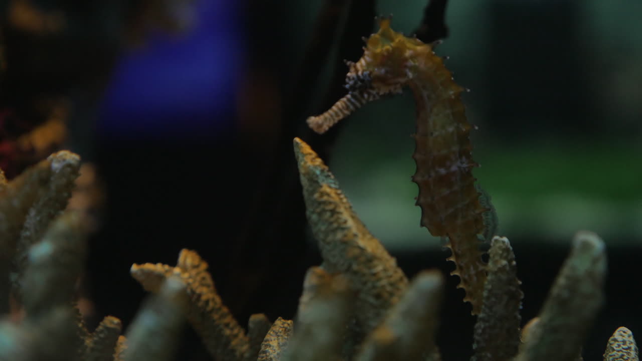 태국 방에 있는 시암 오세아나리움 (oceanarium of siam) 에서 바다마가 떠다니고 있다.