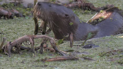 Neotropischer-Flussotter,-Der-Im-Pantanal-Fisch-Frisst