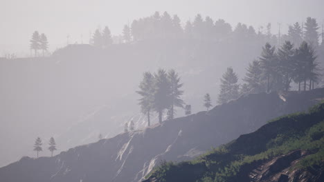 Forest-of-green-pine-trees-on-mountainside