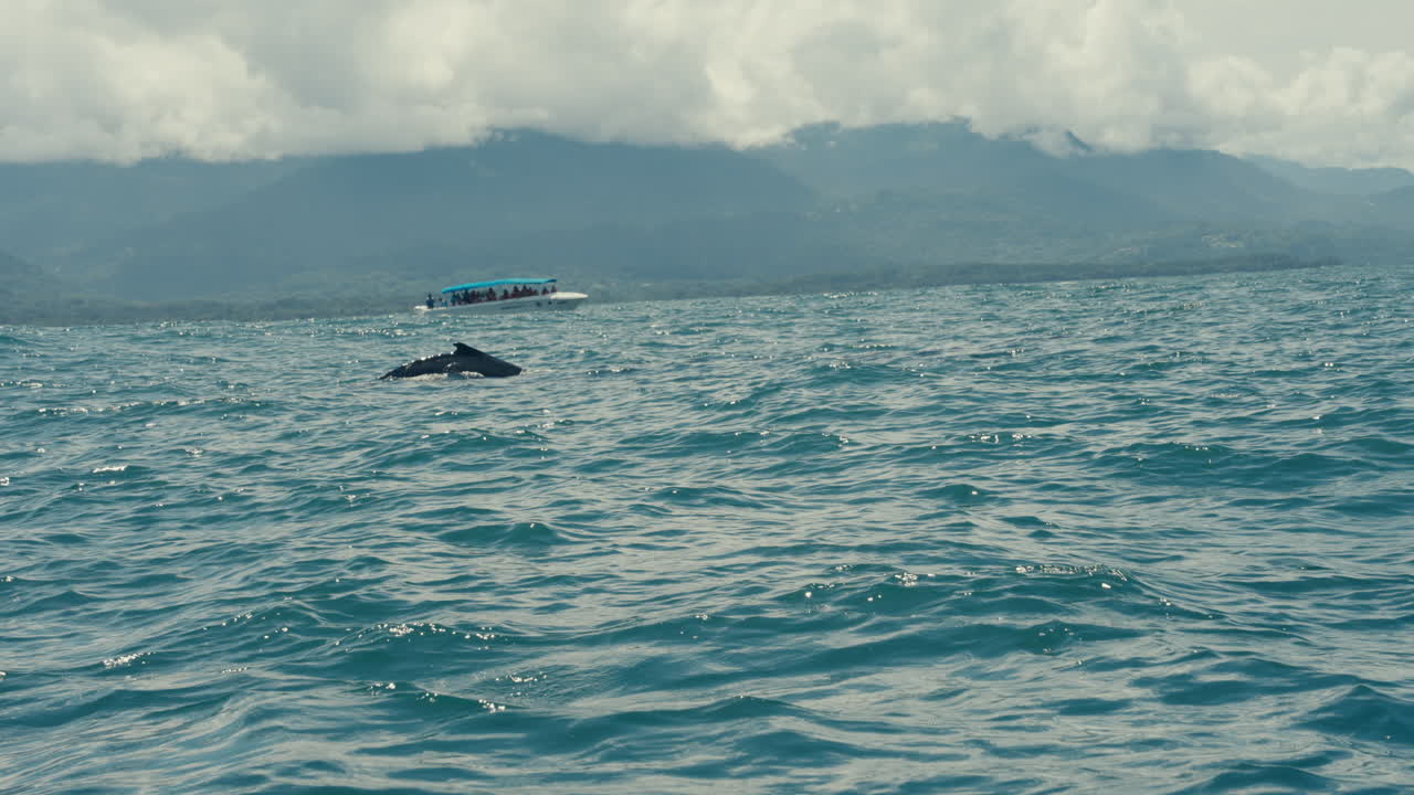 Humpback Whale Watching Tour