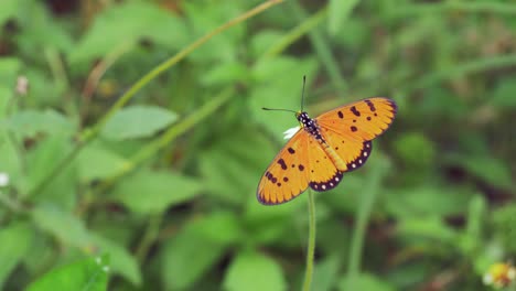 Primer-Plano-De-Una-Mariposa-En-La-Hoja-Verde-Y-Una-Flor-Pequeña-En-La-Naturaleza