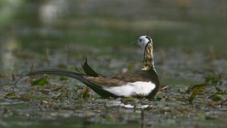 hermoso faisán de cola larga pájaro jacana de cola larga