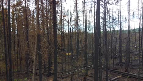 aerial drone fly through burned forest, trees after wildfires in quebec canada during daylight