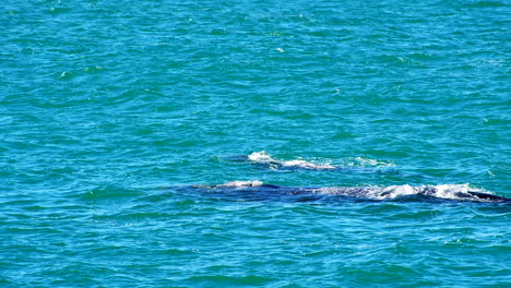 la madre y la cría de la ballena franca del sur se emparejan en la superficie, hermanus