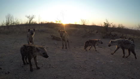 hiena y cachorros en el campo polvoriento de la sabana africana bajo la luz del sol al atardecer