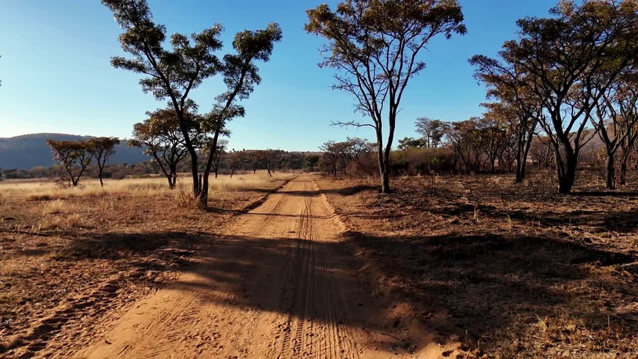 Strada sterrata polverosa fiancheggiata da alberi di Syringa selvatica, terreno rosso, nell'Africa selvaggia