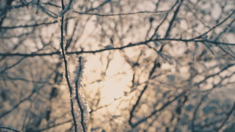 Winterwald-Mit-Bäumen,-Die-Bei-Sonnenlicht-Mit-Frost-Bedeckt-Sind