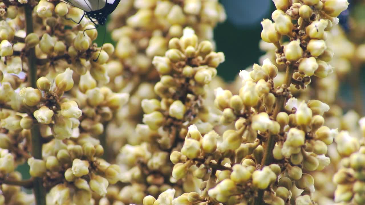 el primer plano de una mariposa bebiendo néctar de una vaina de flores y se va volando