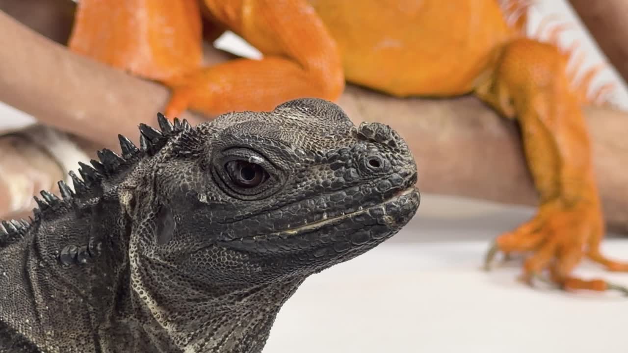 Close-up black iguana in front of bright orange iguana, minimal white studio background lighting