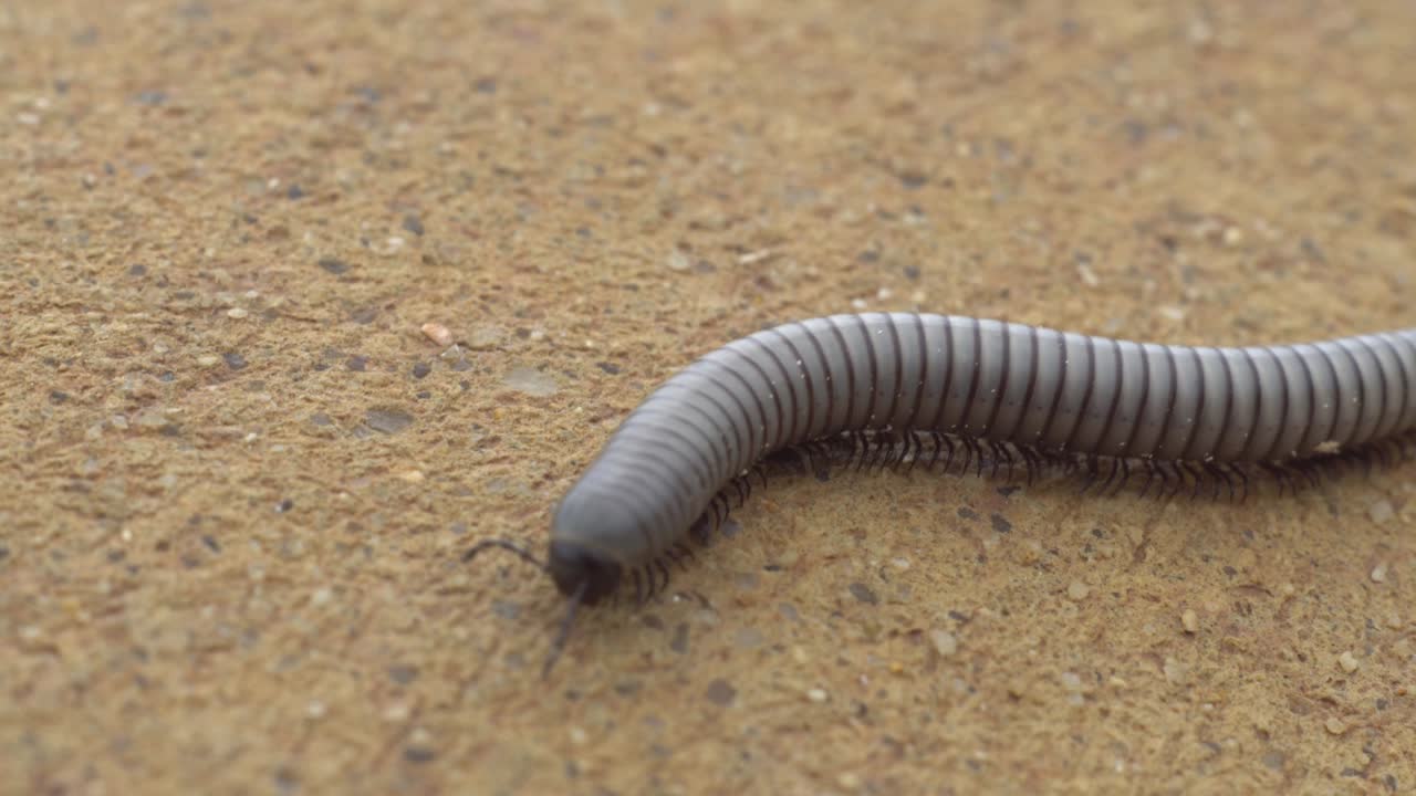 diplopoda milpies, diplopoda,