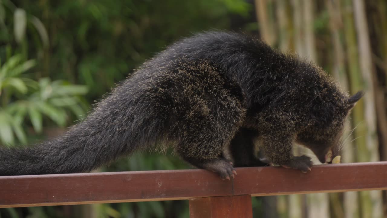 binturong o gato oso comiendo. primer plano