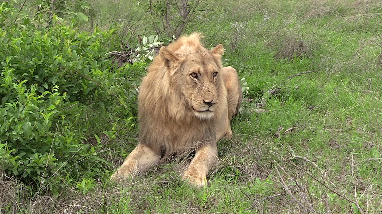 león macho yace sobre hierba verde mientras el viento sopla a través de los arbustos a su lado, acercamiento lento