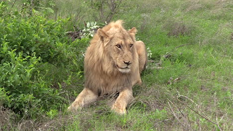 male lion lies on green grass as wind blows through bushes beside him, slow zoom in