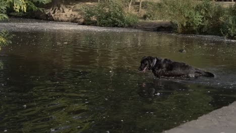 Schwarzer-Labrador-Läuft-Und-Planscht-In-Einer-Aufnahme-Am-See