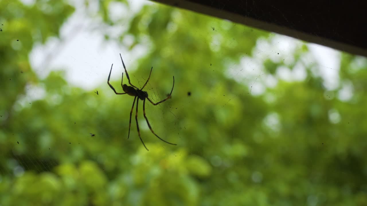 Large red legged golden orb weaver spider hanging in its strong silky web, Fiji