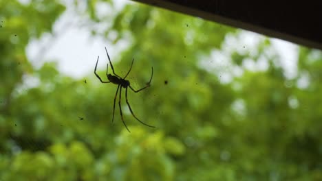 large red legged golden orb weaver spider hanging in its strong silky web, fiji