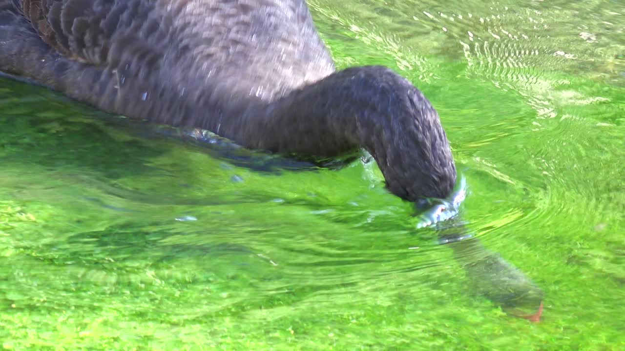 녹색 개울을 따라 미끄러지는 아름다운 검은 백조 1