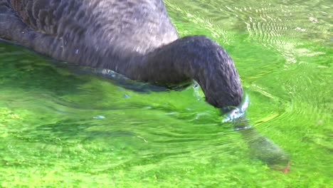 A-beautiful-black-swan-glides-along-a-green-stream-1