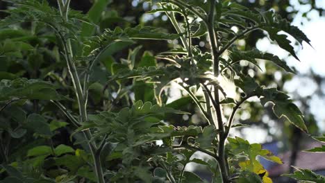 close-up of a marco plant with sunlight filtering through, captured in a static shot during the day, highlighting the beauty of nature