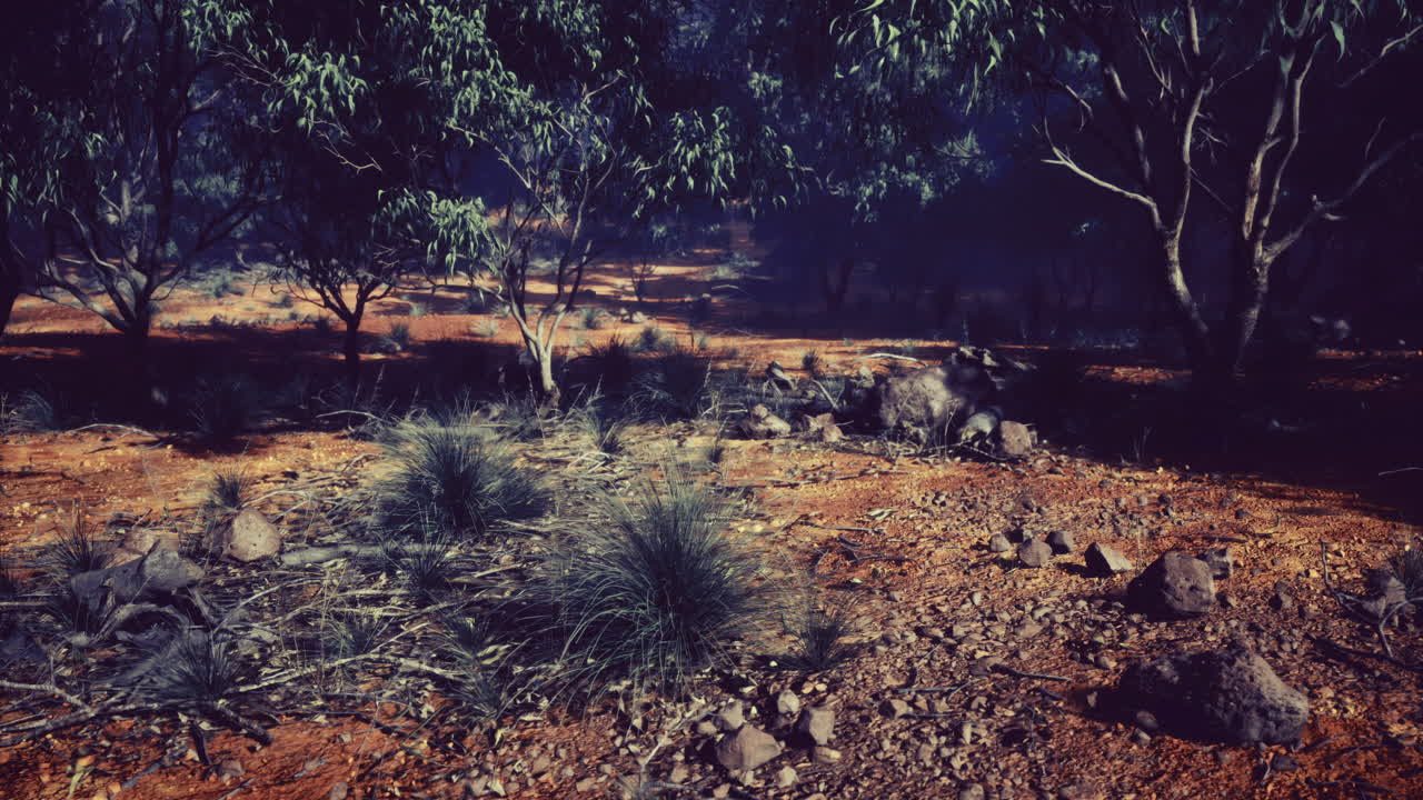 Dusk in the serene australian outback with lush greenery and rocks