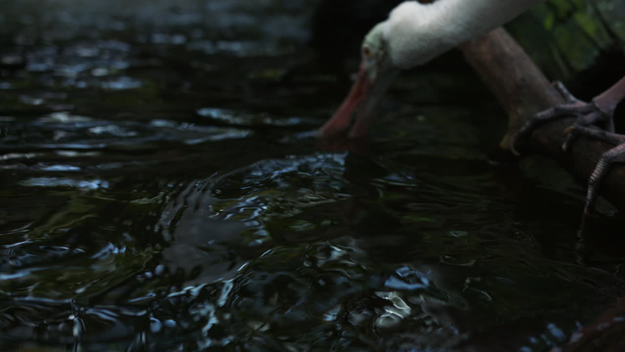 Portrait Of A Yellow Spoonbill Bird Drinking On Flowing Stream At Forest