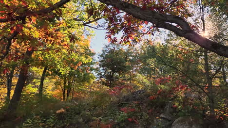 slider of tree branch and amazing varied colour foliage in deciduous forest in autumn nature