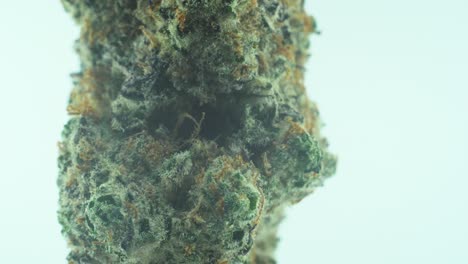 macro primer plano de una flor de marihuana sativa super limón amnesia haze, kush amarillo, verde y púrpura, en un soporte giratorio 360, video de cámara lenta 4k