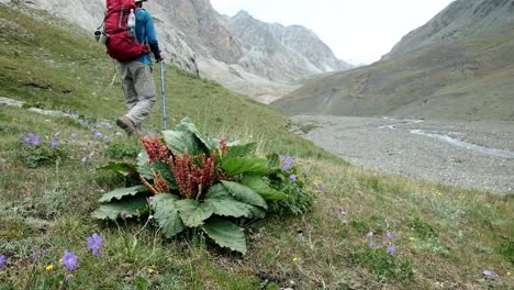 Wandern-In-Den-Wunderschönen-Alay-bergen-In-Der-Osch-region-In-Kirgisistan