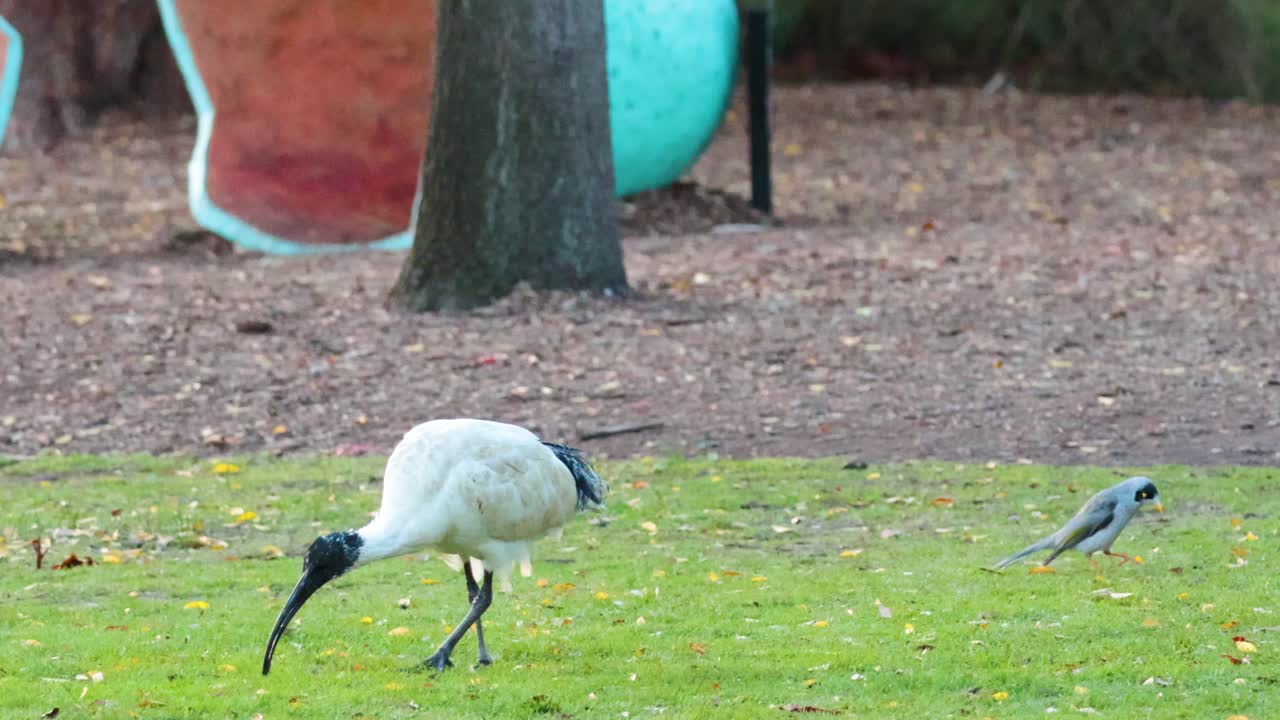 A black-headed ibis and a smaller bird interact in a grassy park setting, showcasing natural behavior and movement