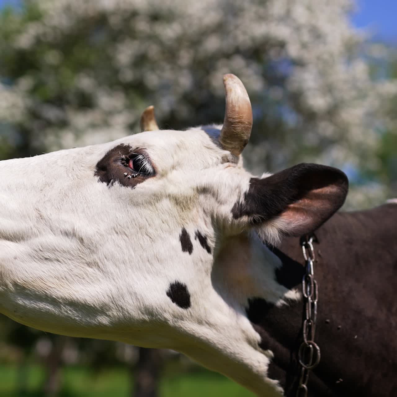 Big lazy black and white cow with a chain on her neck is in blossoming garden. Domestic animal says moo ant turns its head