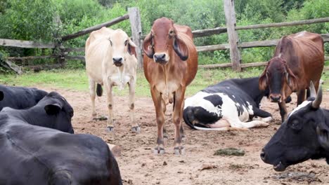 vacas comiendo pacíficamente en los campos en una tarde soleada en brasil, sudamérica-1