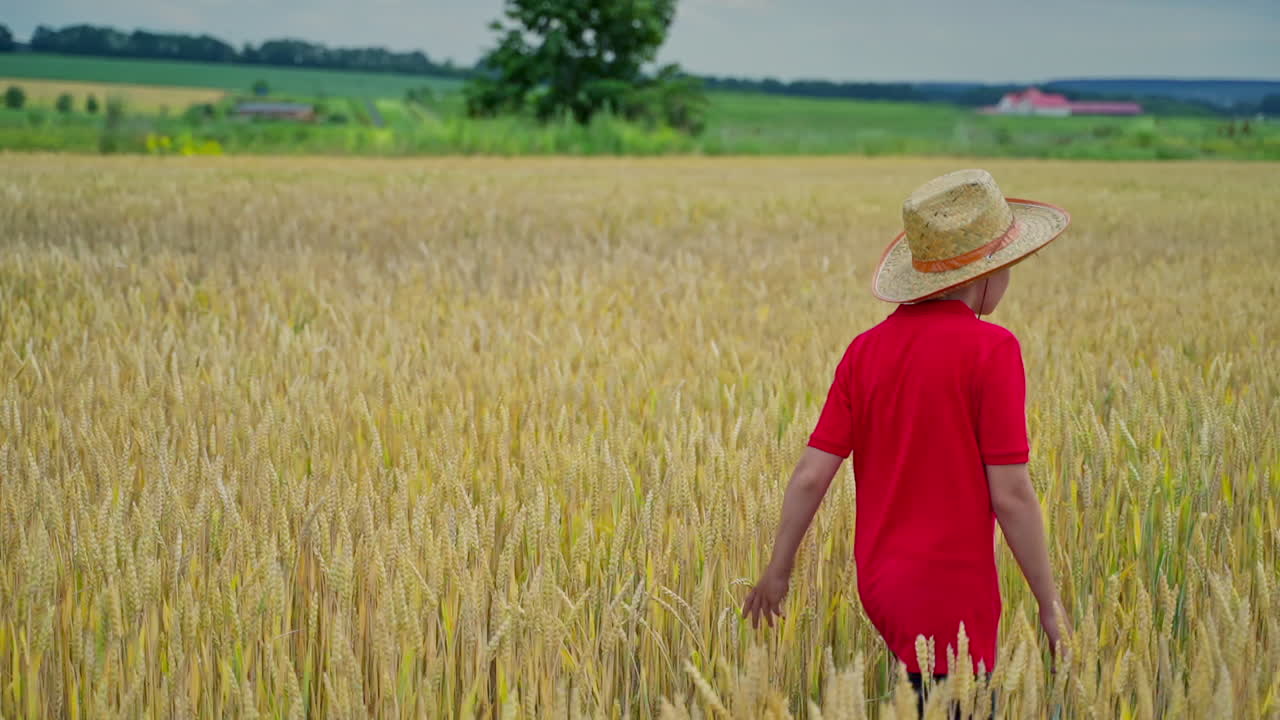 Boy walking in field of wheat. Portrait of young boy walking on the wheat field
