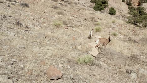 big horn sheep herd grazing in the mountains