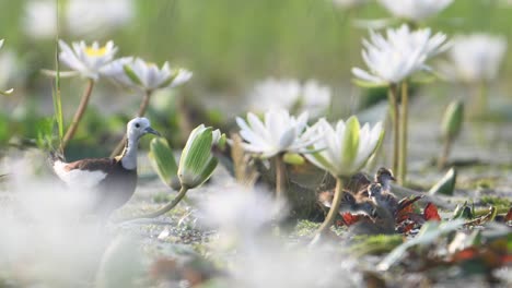 chicks of pheasant tailed jacana feeding on floating leaf of water lily