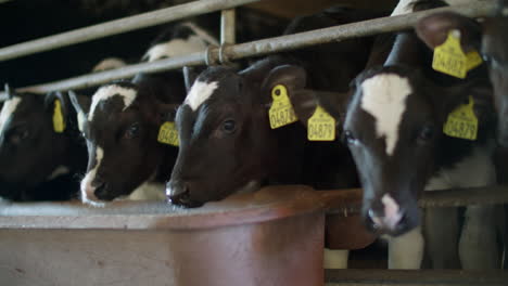 dairy farm cows indoor in the shed